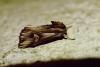 Actinotia polyodon